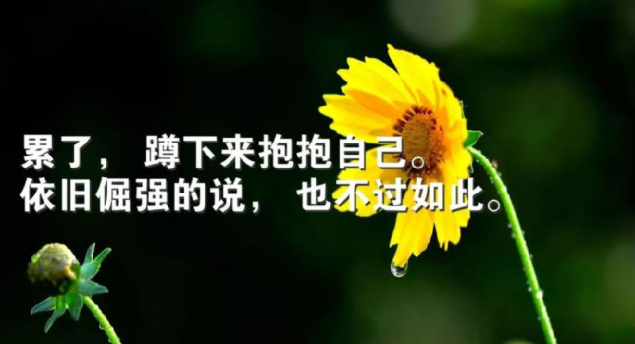 励志语录大全人生感悟精致有深意引人深思