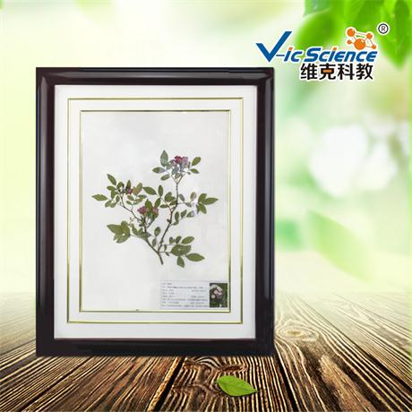 新乡腊叶标本定制,腊叶标本